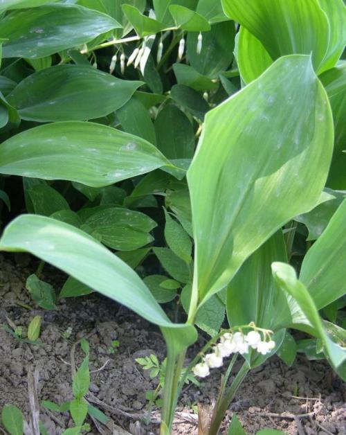 鲿1.97ԪοѵԱϵԱϸɲ