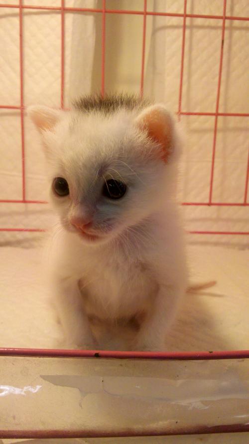 ɽһС5δůνģ31չů